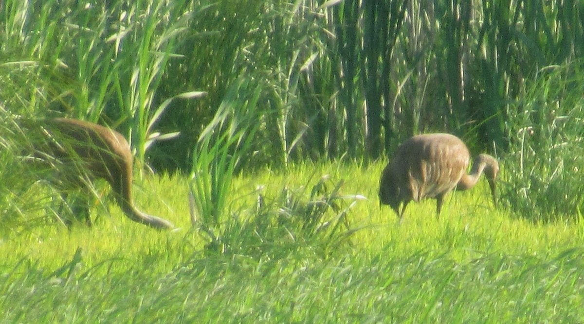 Sandhill Crane - ML638018222