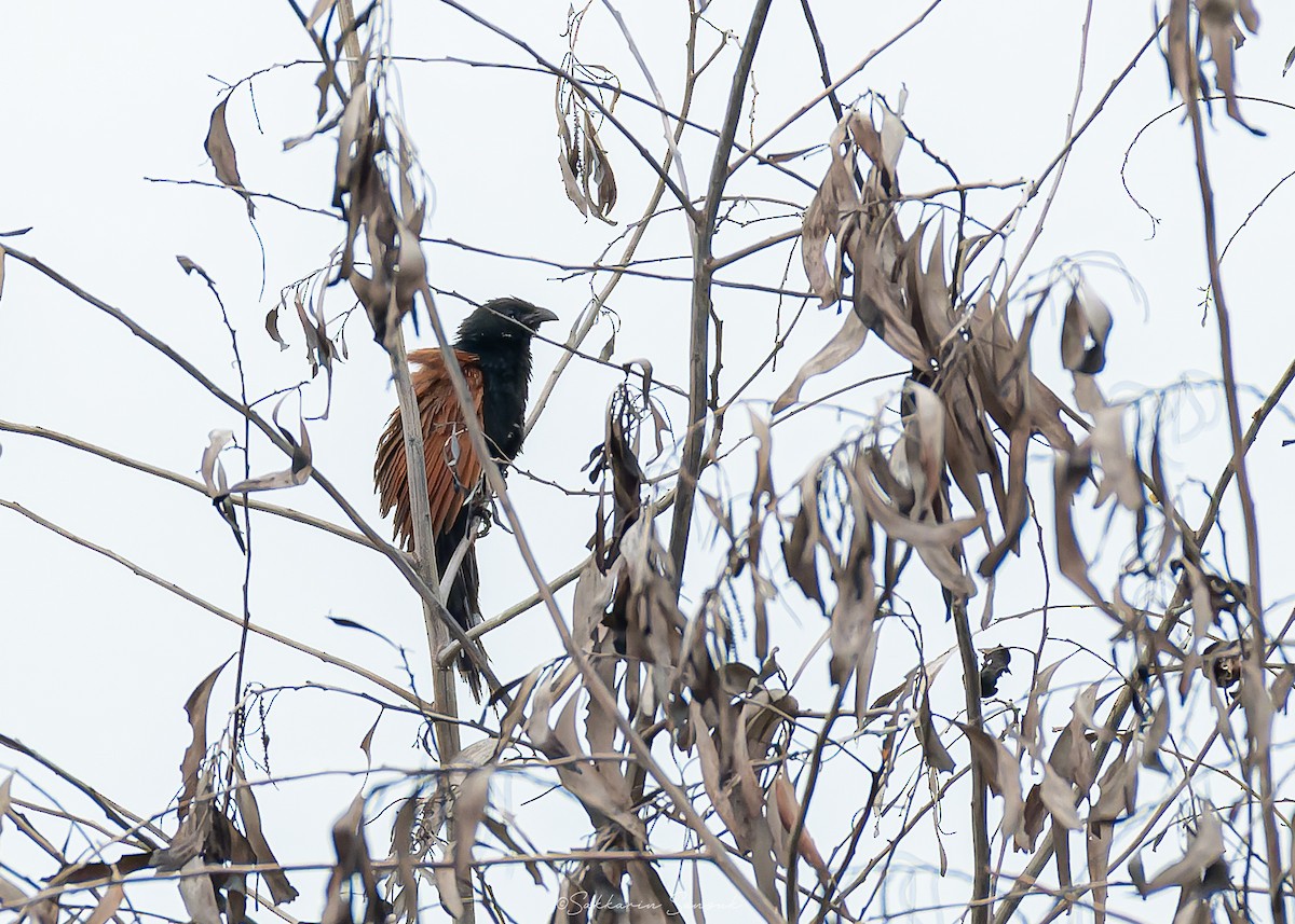 Lesser Coucal - ML638018241