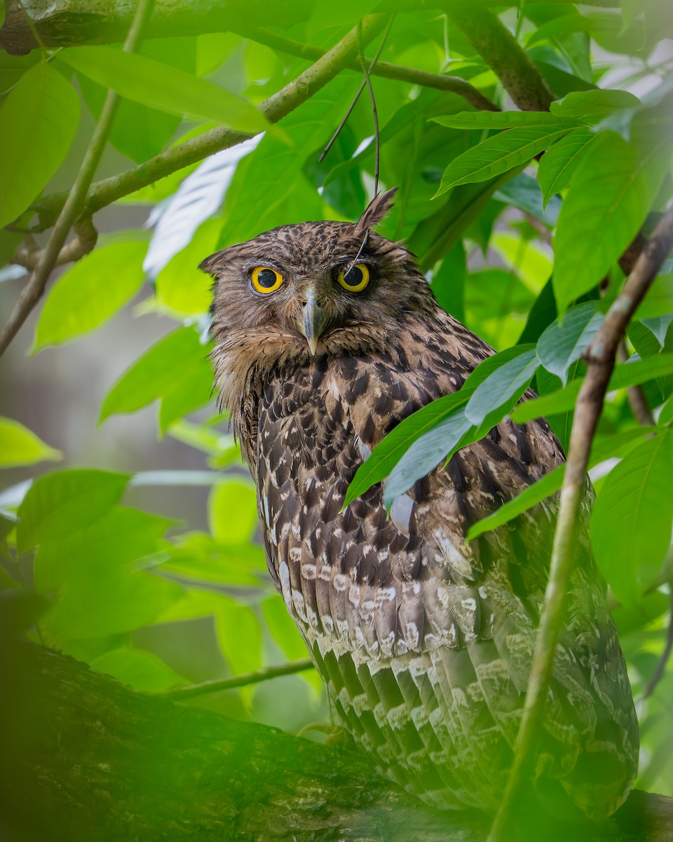 Brown Fish-Owl - ML638018288