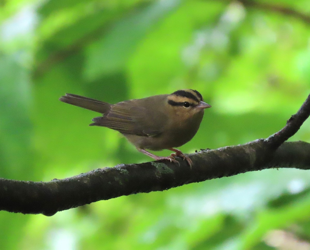 Worm-eating Warbler - ML638018302