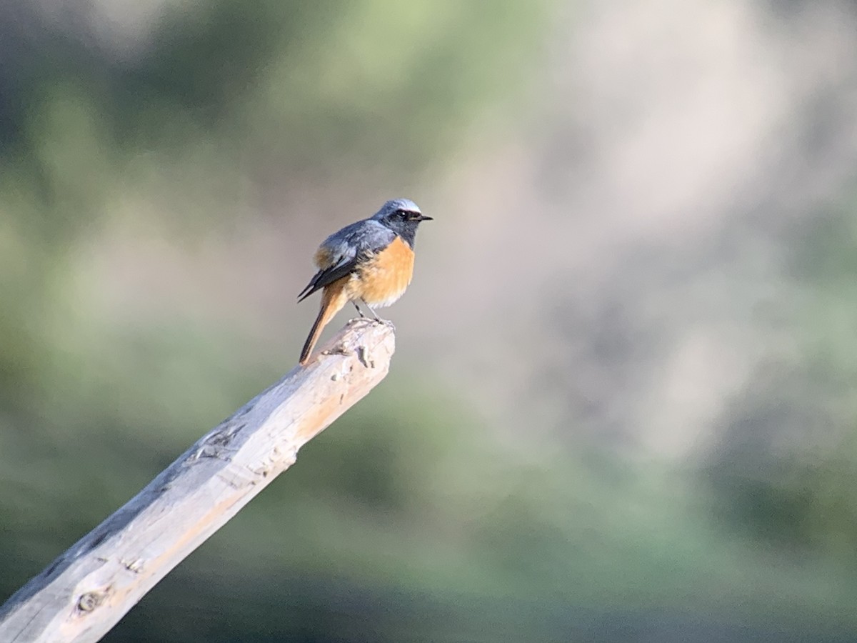 Hodgson's Redstart - ML638018333