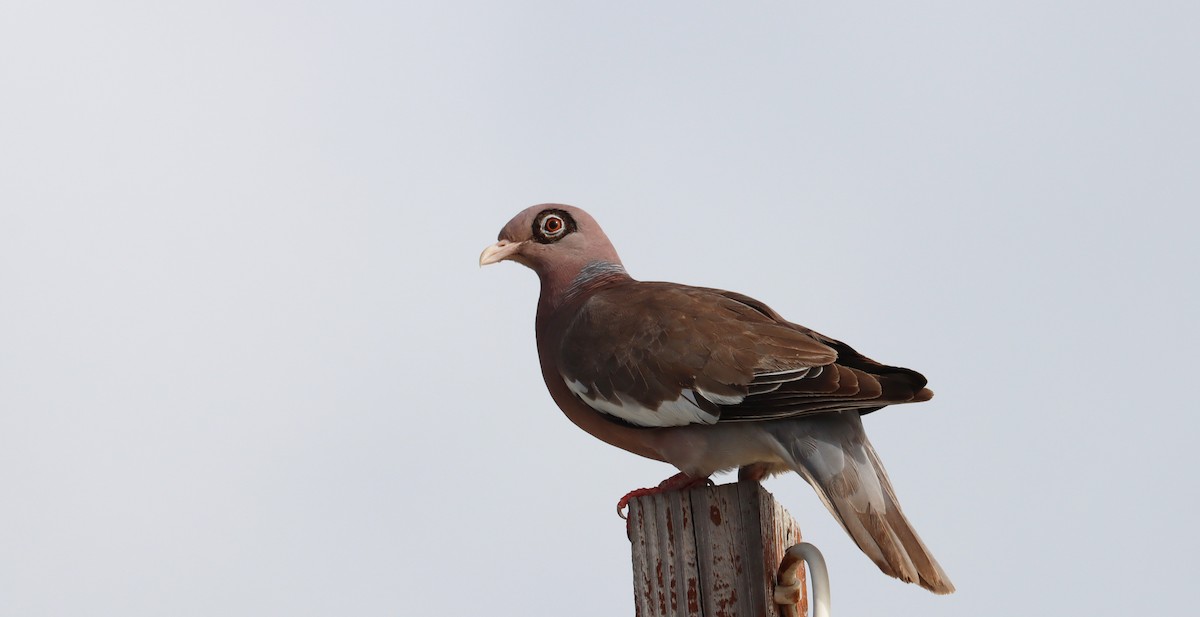 Bare-eyed Pigeon - ML638018367