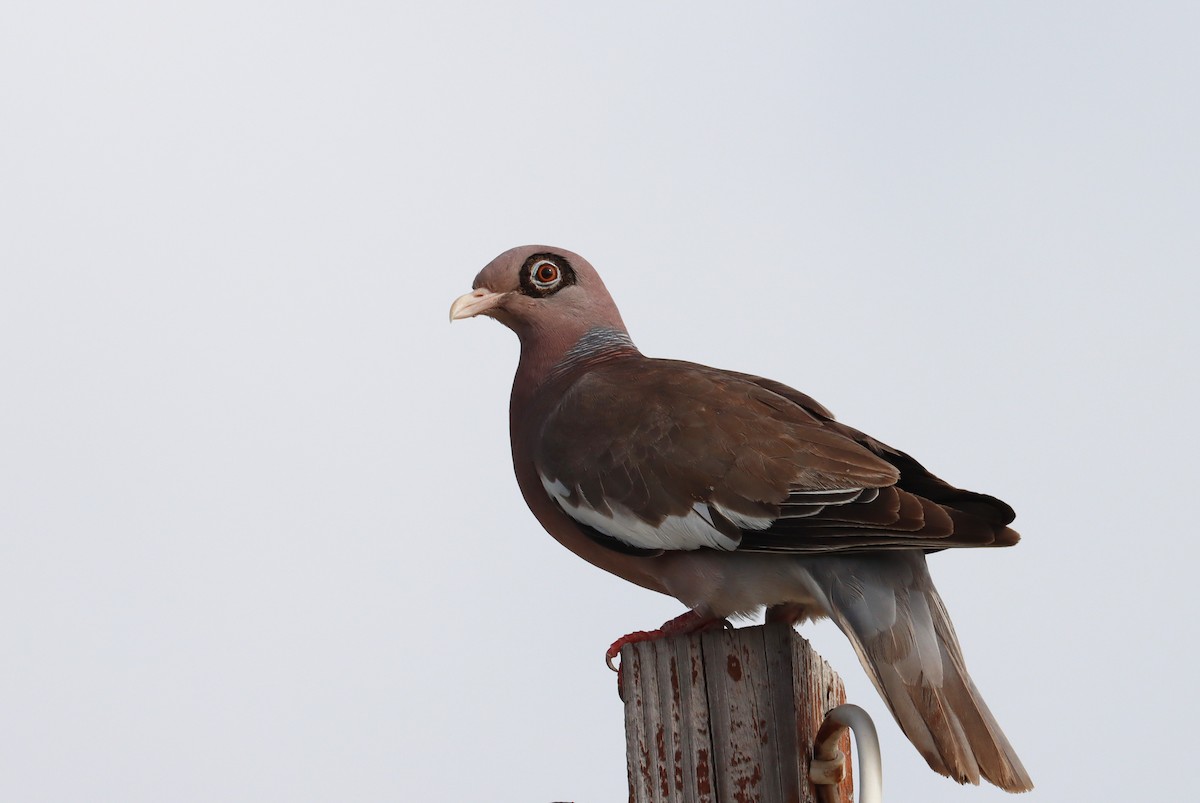 Bare-eyed Pigeon - ML638018378