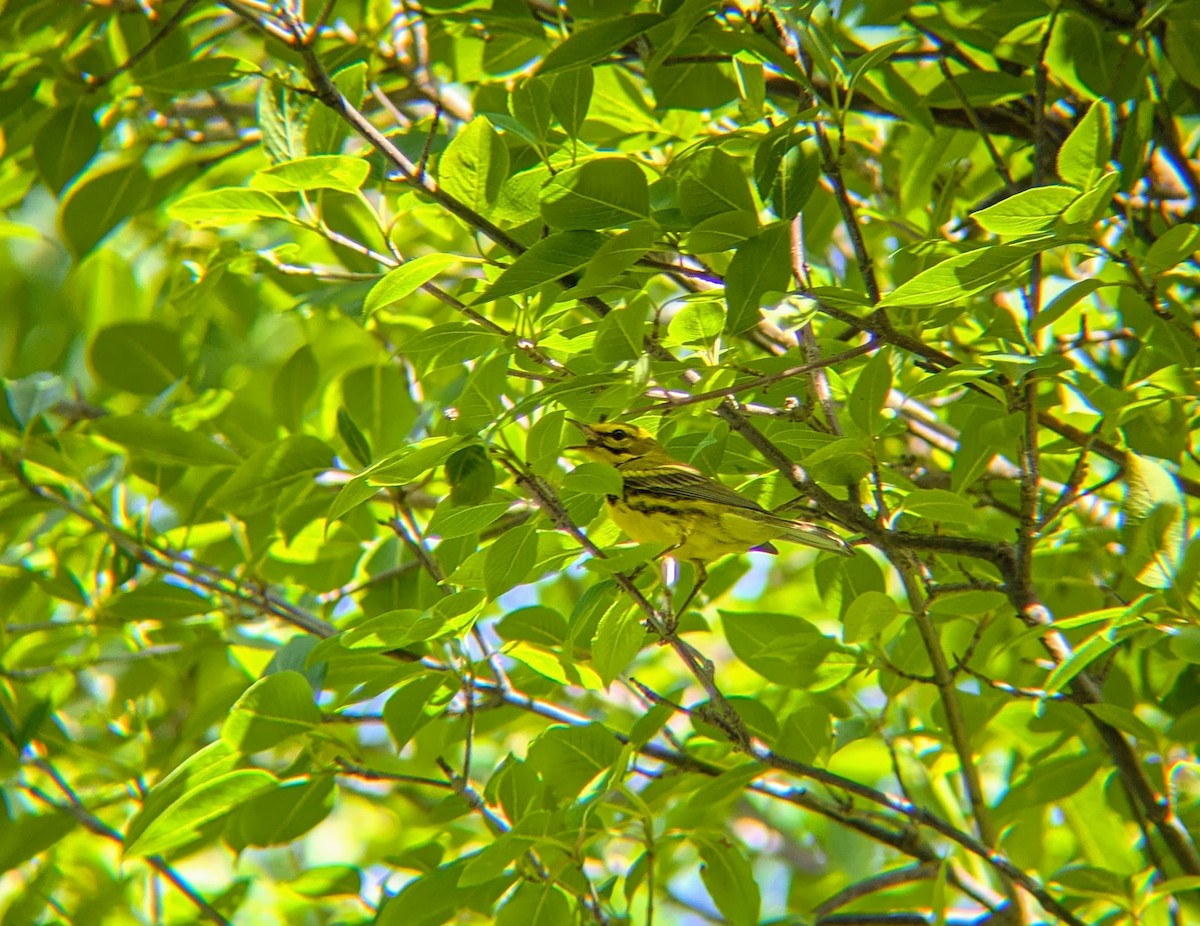 Prairie Warbler - ML638018461