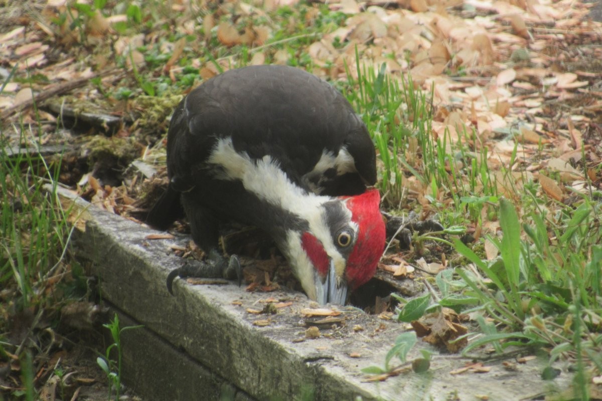 Pileated Woodpecker - ML638018473