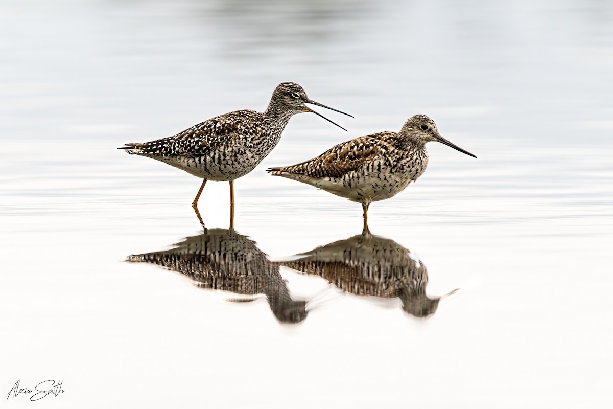 Greater Yellowlegs - ML638018481