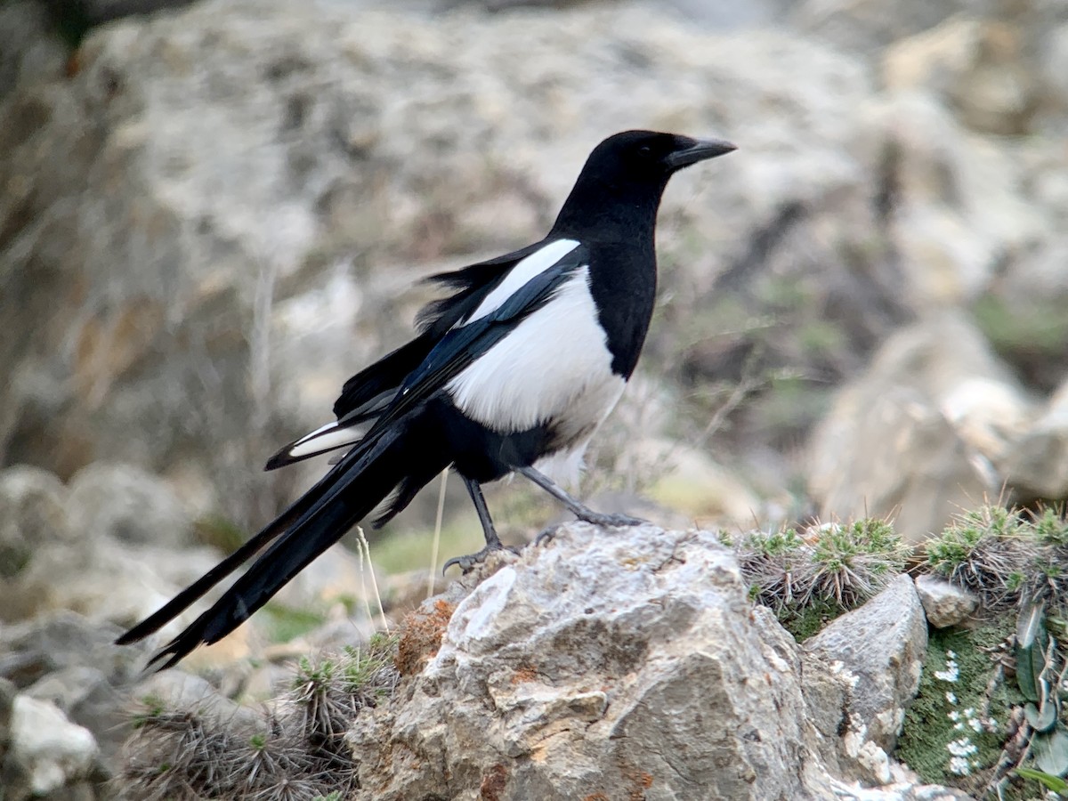 Black-rumped Magpie - ML638018524