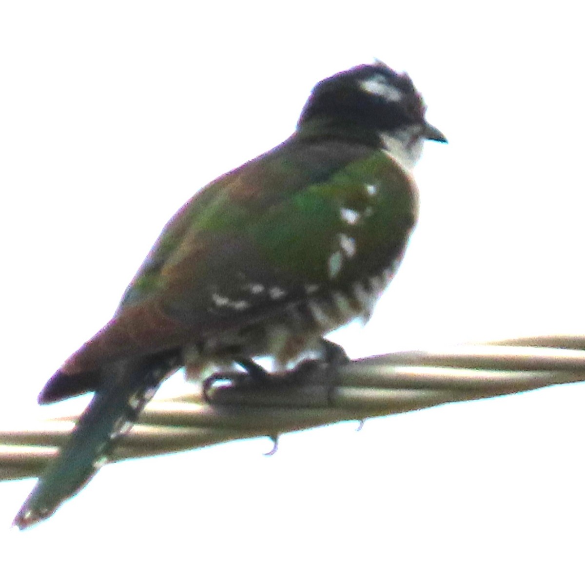 Dideric Cuckoo - ML638018543
