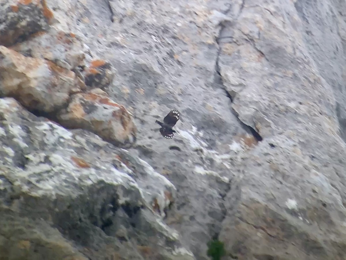 Wallcreeper - ML638018554