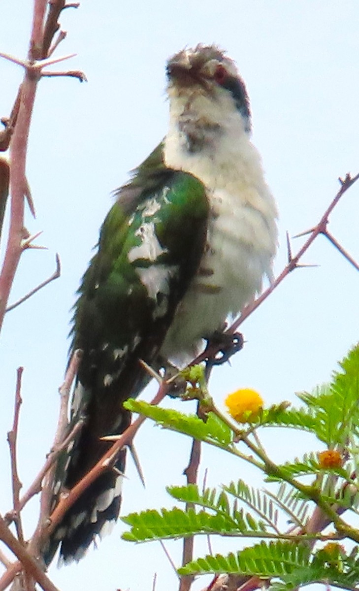 Dideric Cuckoo - ML638018555