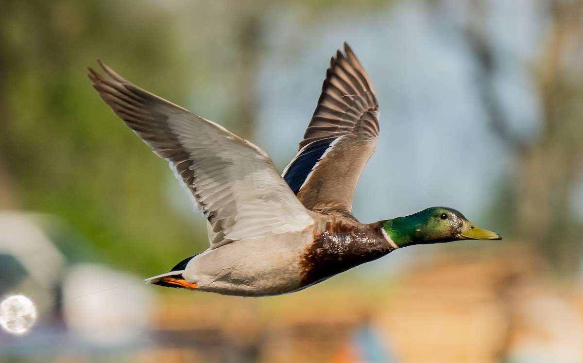 Mallard - ML638018584