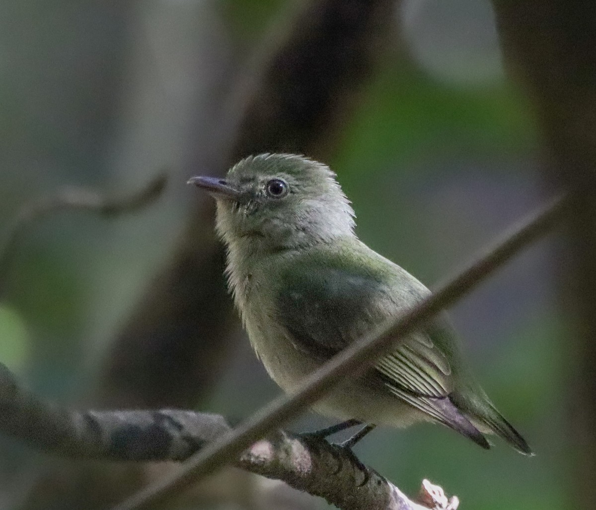 Dwarf Tyrant-Manakin - ML638018585