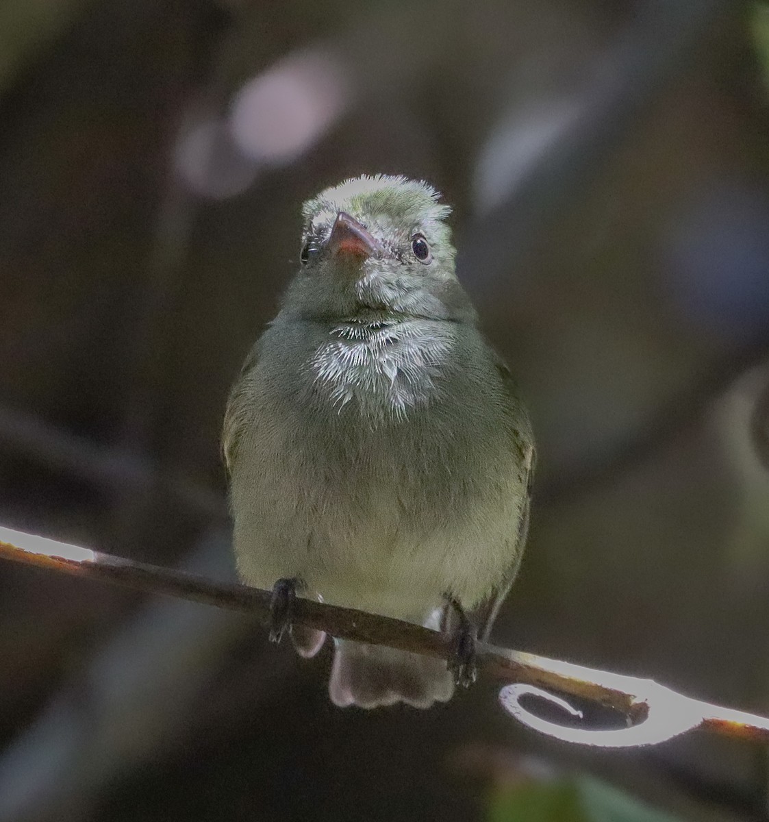 Dwarf Tyrant-Manakin - ML638018587