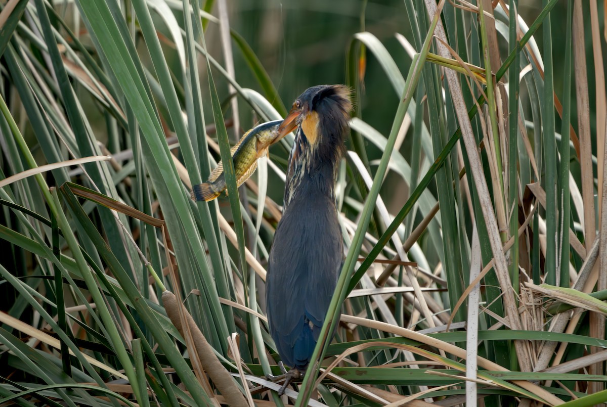 Black Bittern - ML638018594