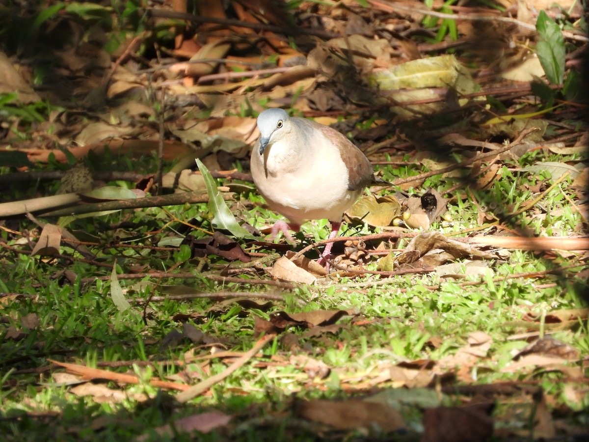 Gray-headed Dove - ML638018595