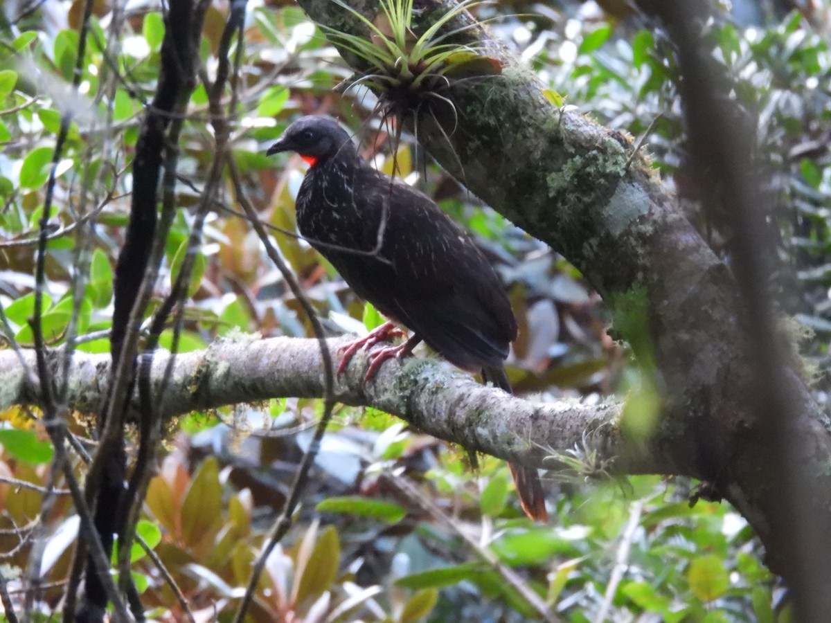 Band-tailed Guan - ML638018603
