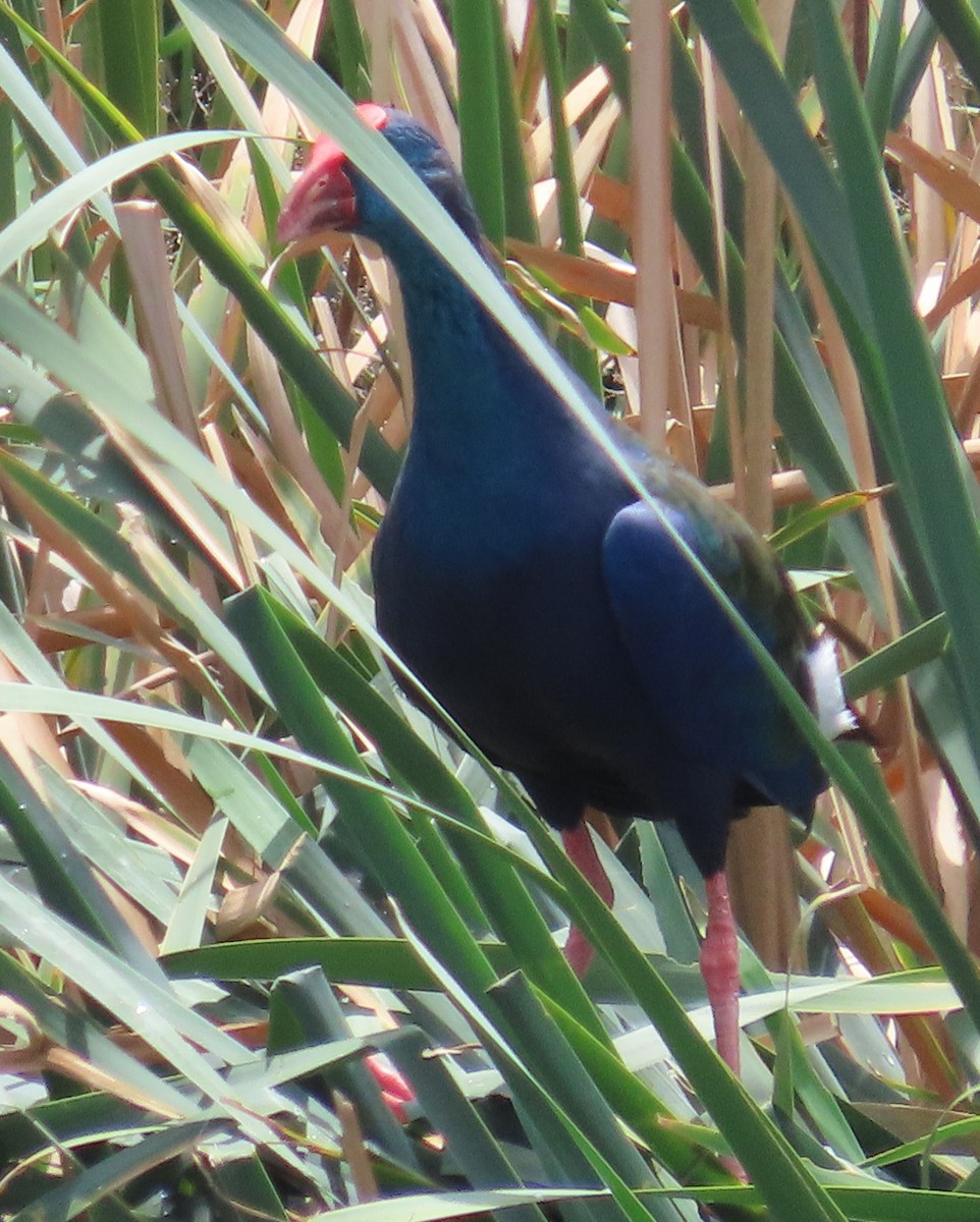 African Swamphen - ML638018616