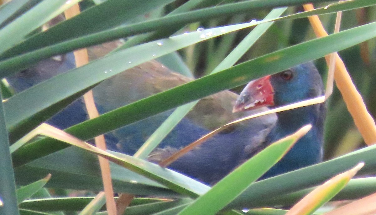 African Swamphen - ML638018624