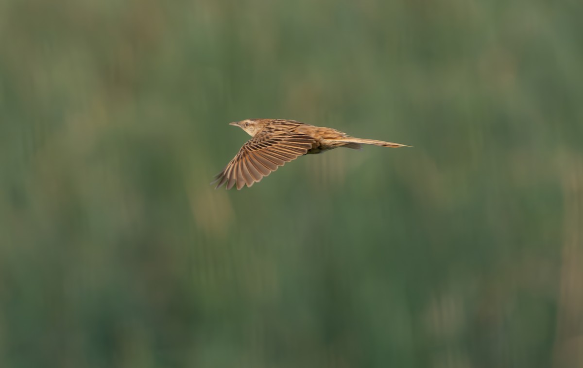 Striated Grassbird - ML638018625