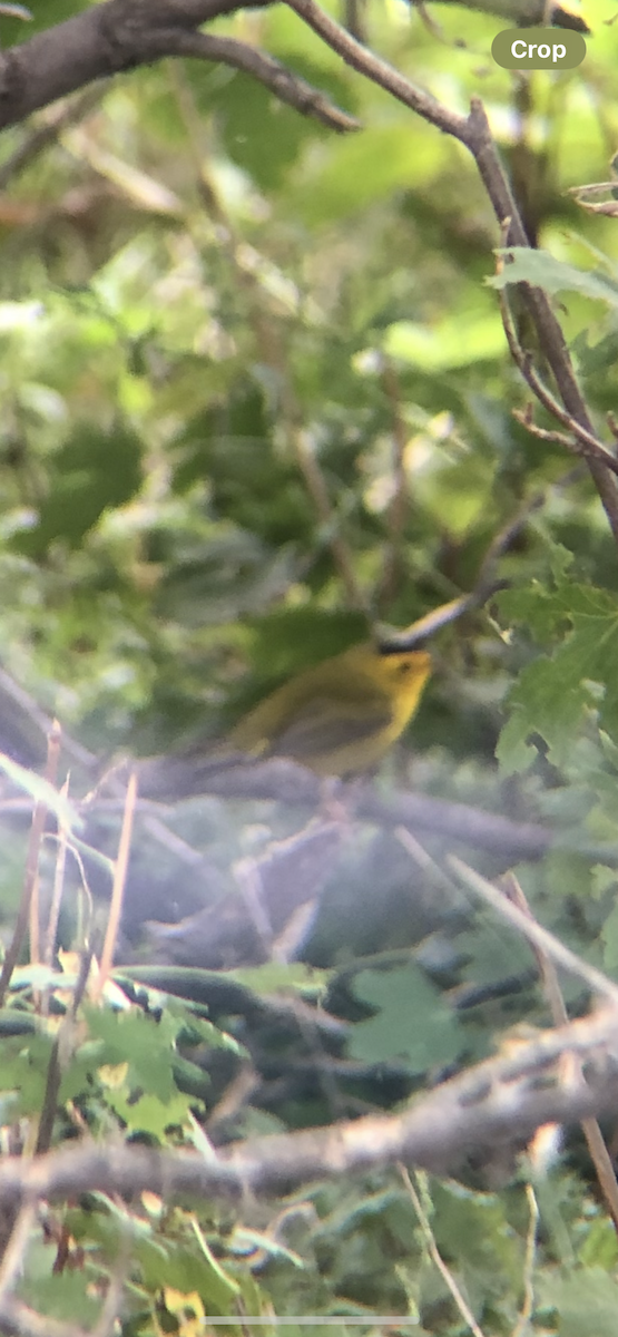 Wilson's Warbler - ML638018633