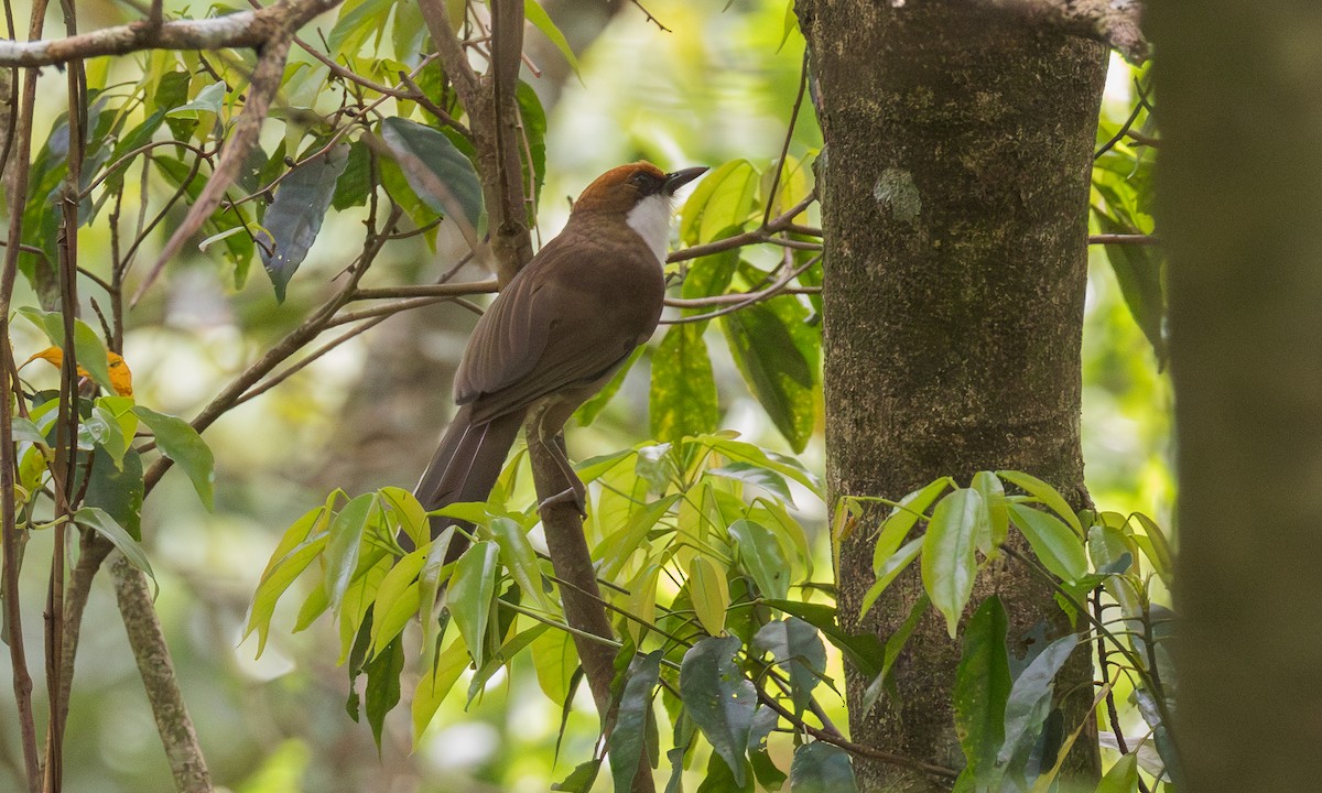 Rufous-crowned Laughingthrush - ML638018635