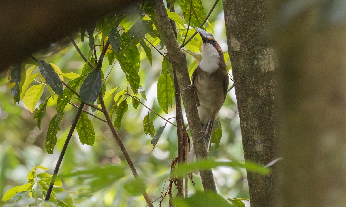 Rufous-crowned Laughingthrush - ML638018636