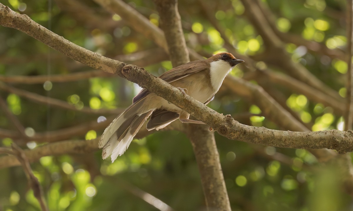 Rufous-crowned Laughingthrush - ML638018637