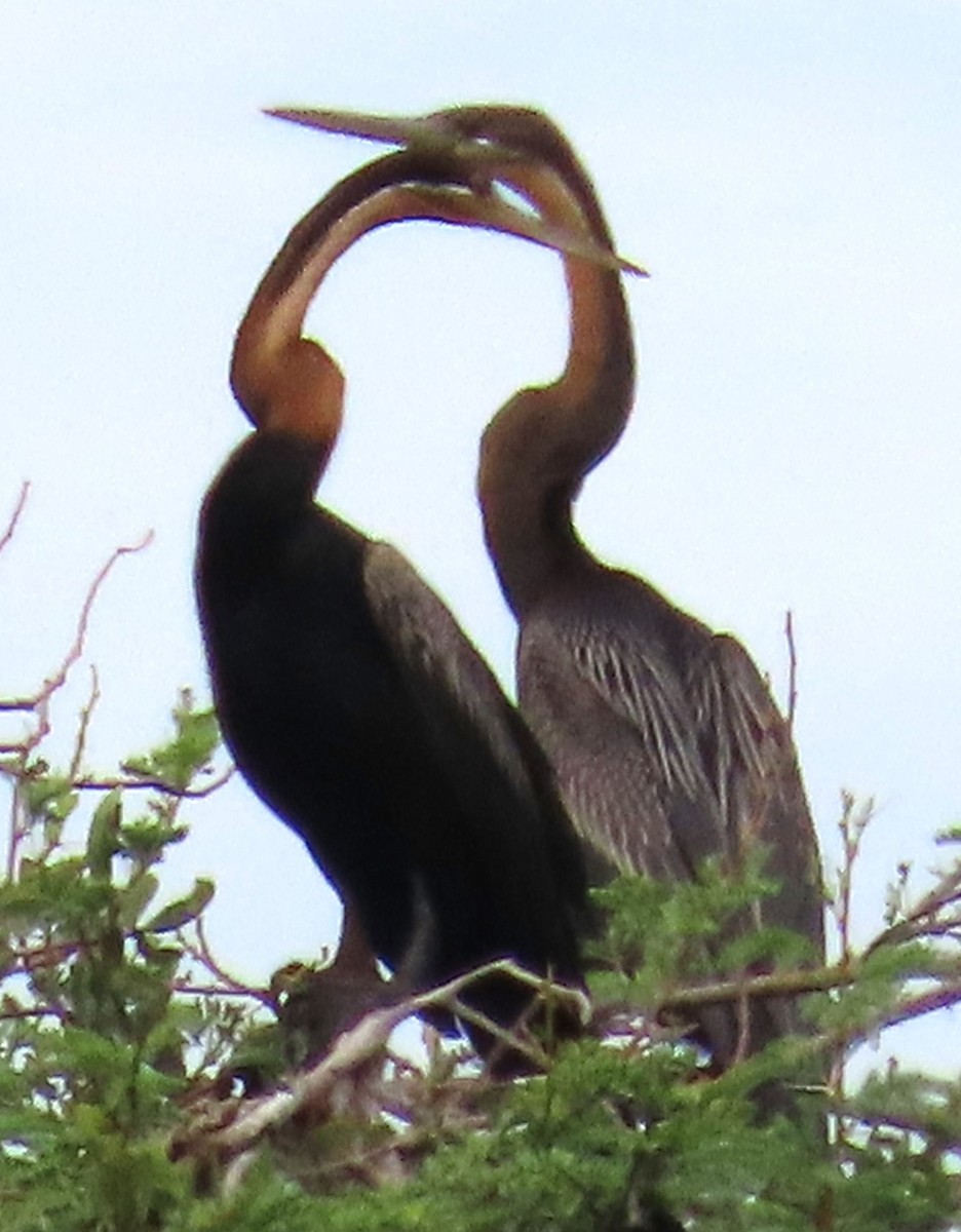 African Darter - ML638018667