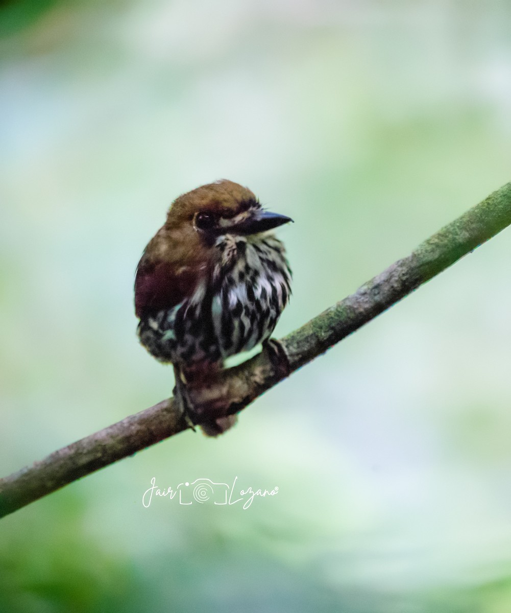 Streifenfaulvogel - ML638018724