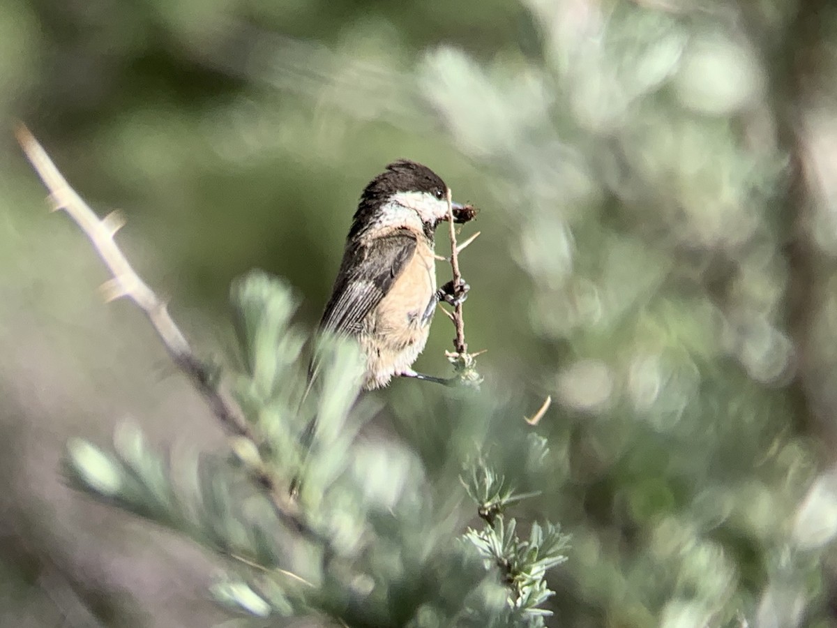 Sichuan Tit - ML638018748