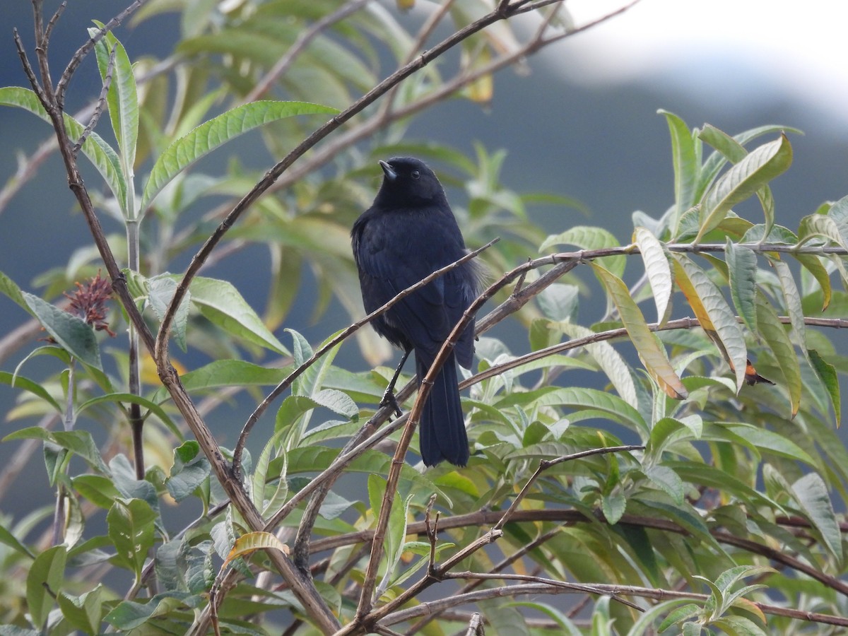 Black Flowerpiercer - ML638018759