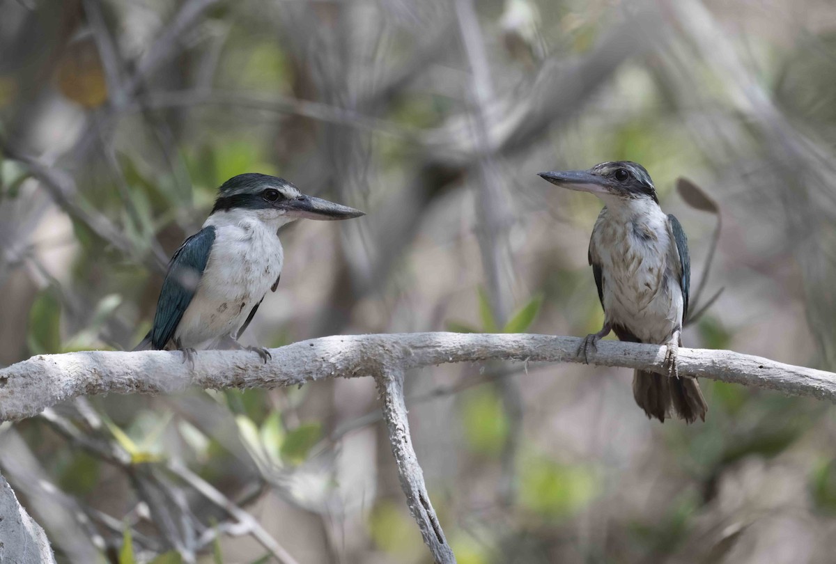 Collared Kingfisher (Arabian) - ML638018761
