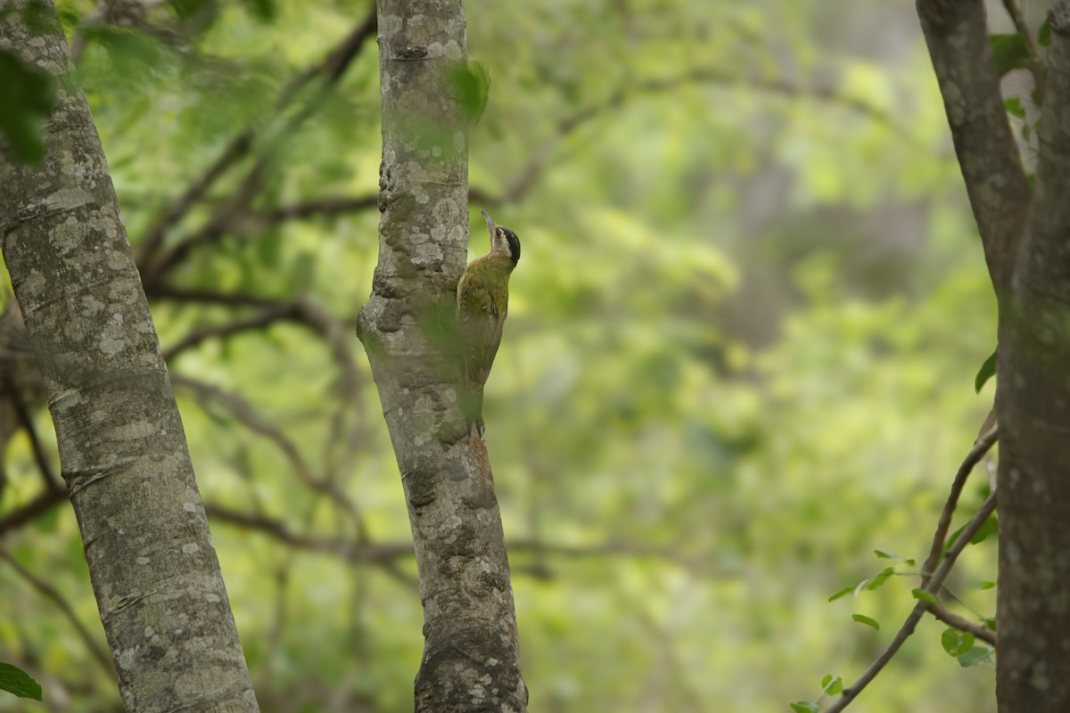Streak-throated Woodpecker - ML638018762
