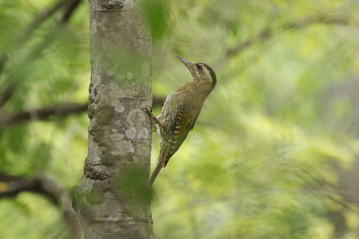 Streak-throated Woodpecker - ML638018763