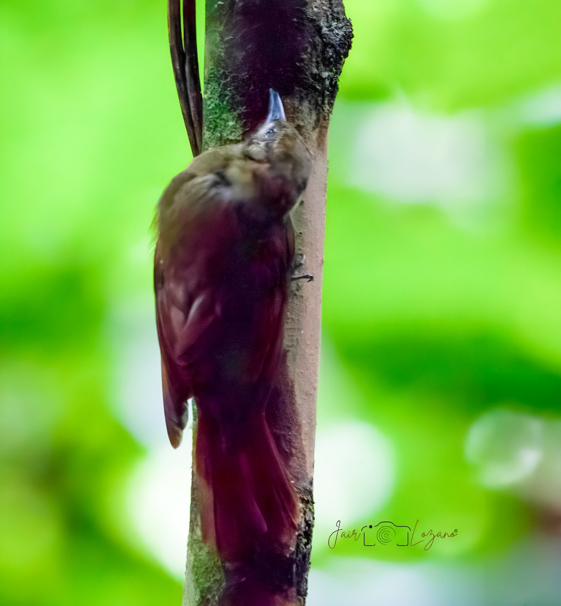 Plain-brown Woodcreeper - ML638018766