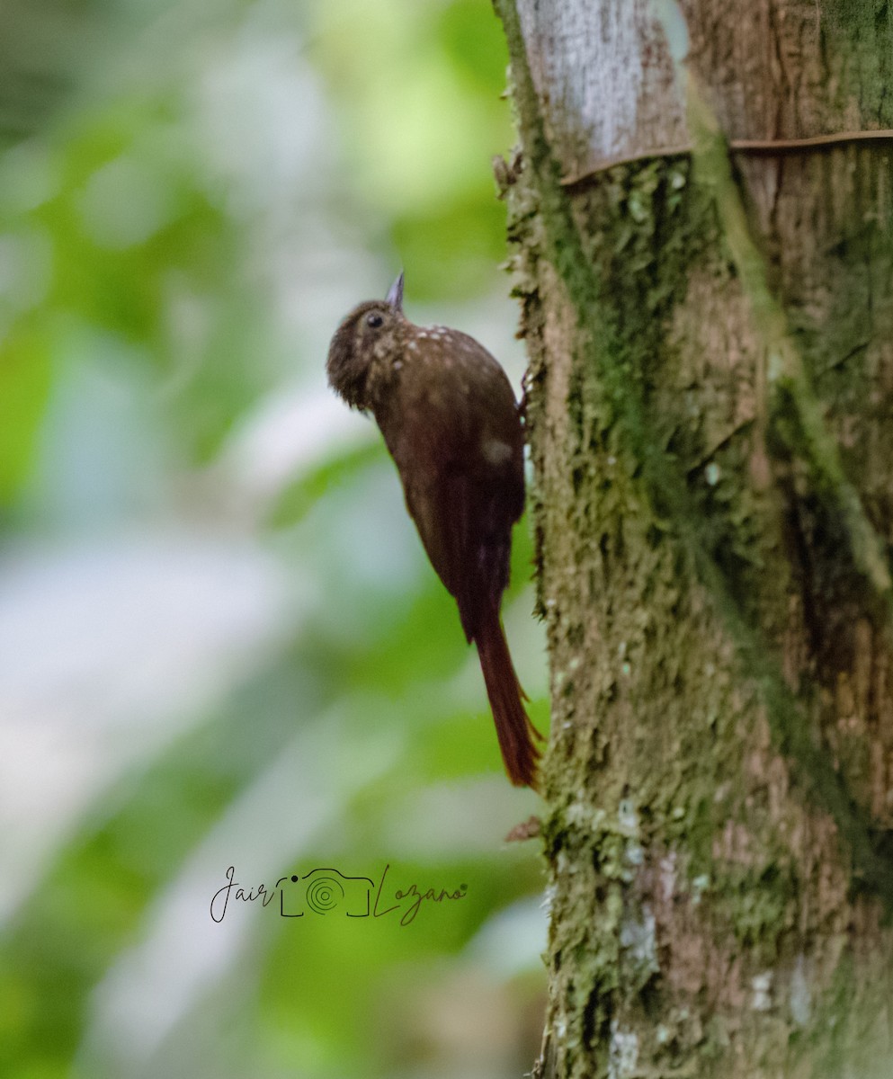 Wedge-billed Woodcreeper - ML638018772