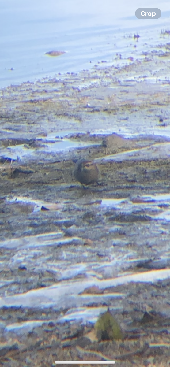 Rusty Blackbird - ML638018773