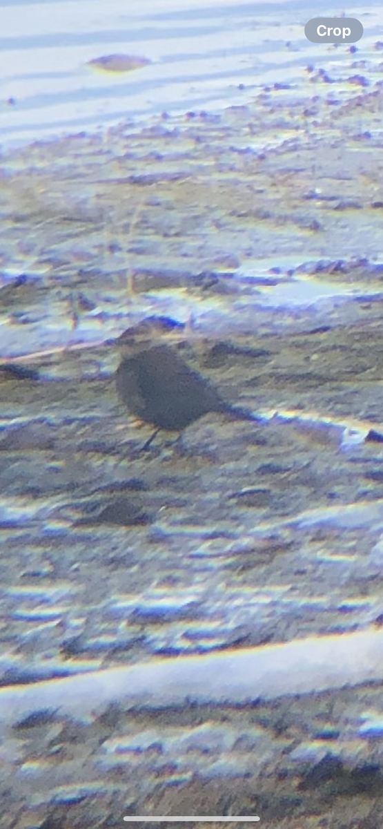 Rusty Blackbird - ML638018774
