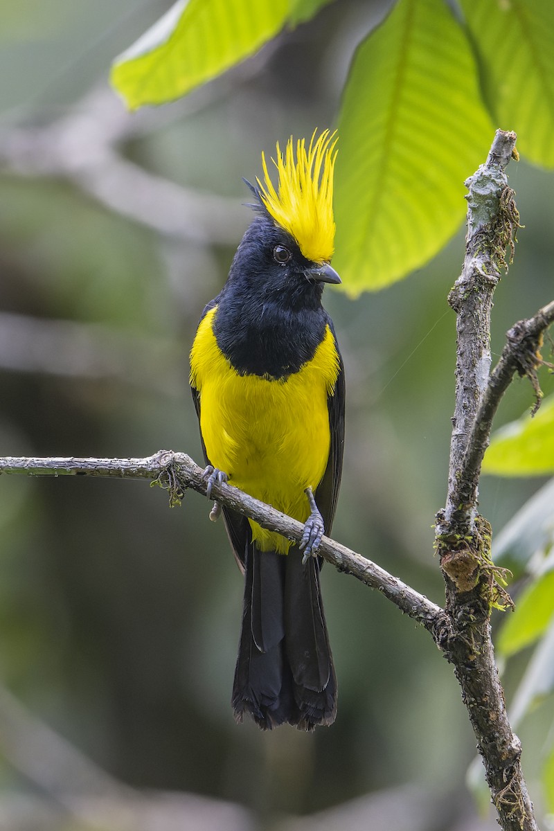 Sultan Tit - ML638018785