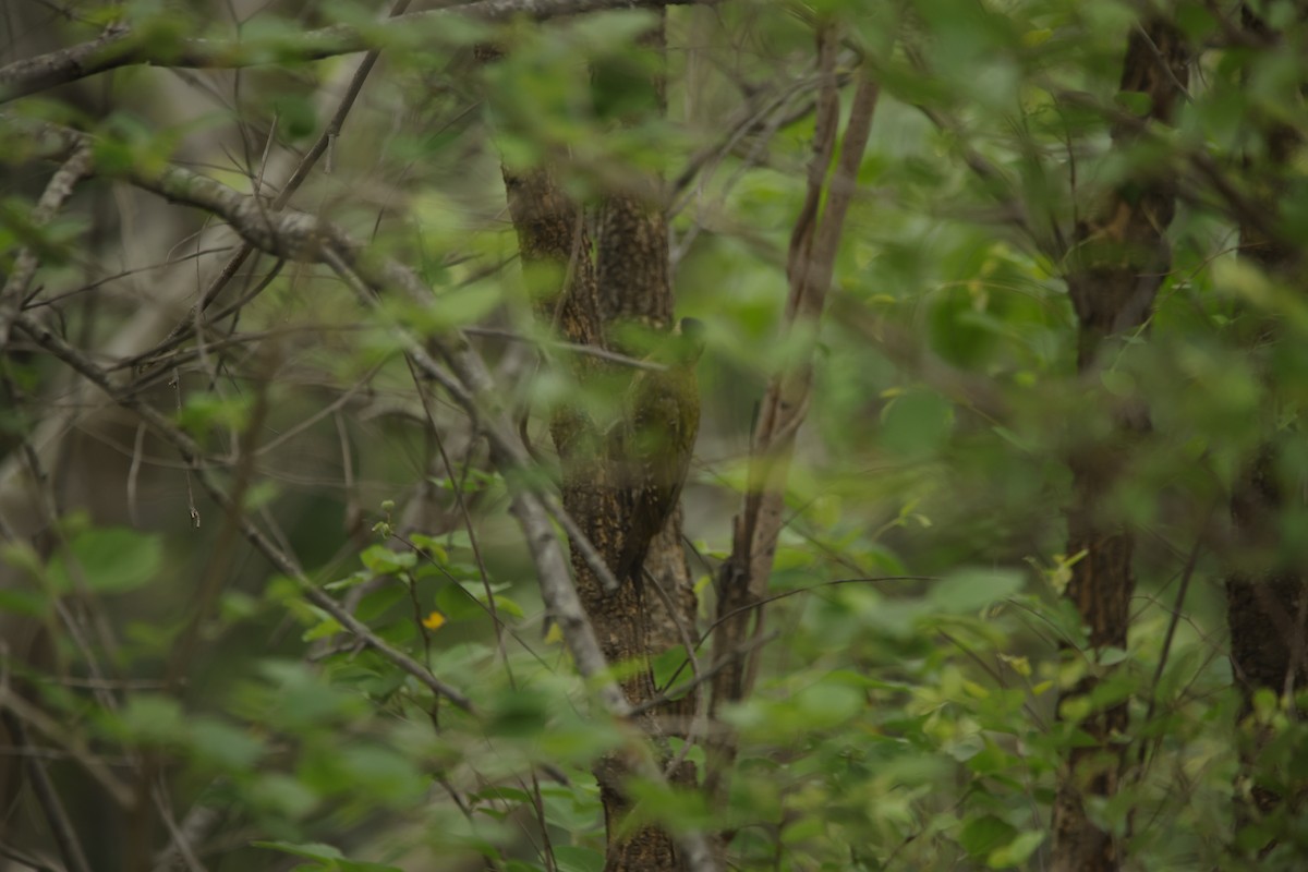 Streak-throated Woodpecker - ML638018786