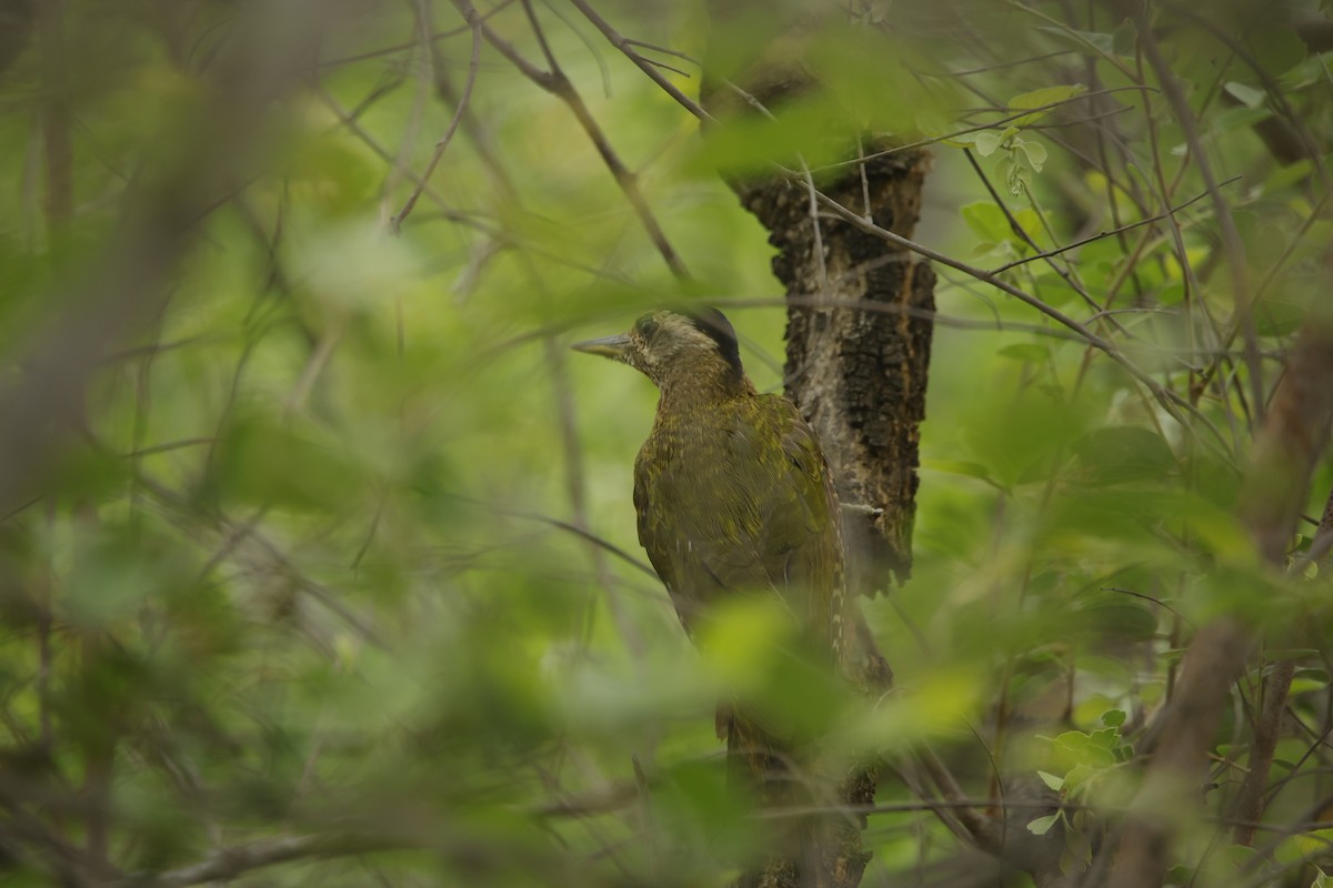 Streak-throated Woodpecker - ML638018787