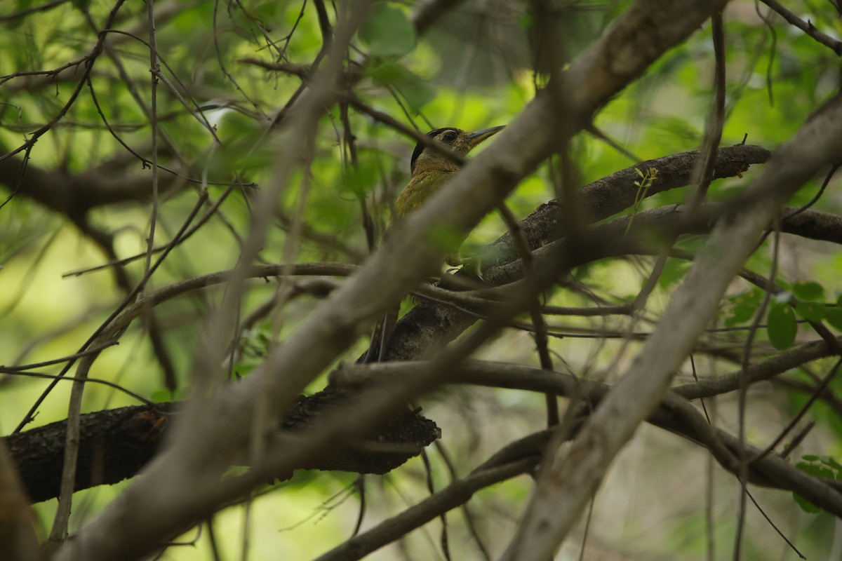 Streak-throated Woodpecker - ML638018788