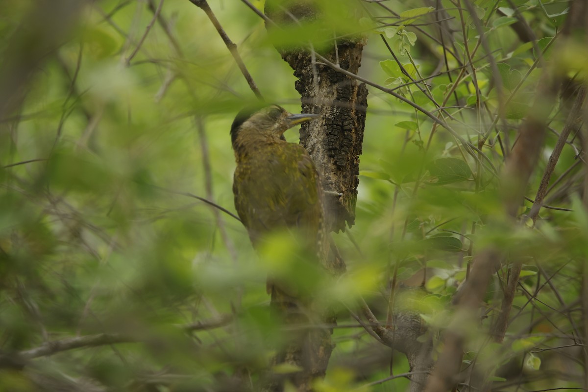 Streak-throated Woodpecker - ML638018789