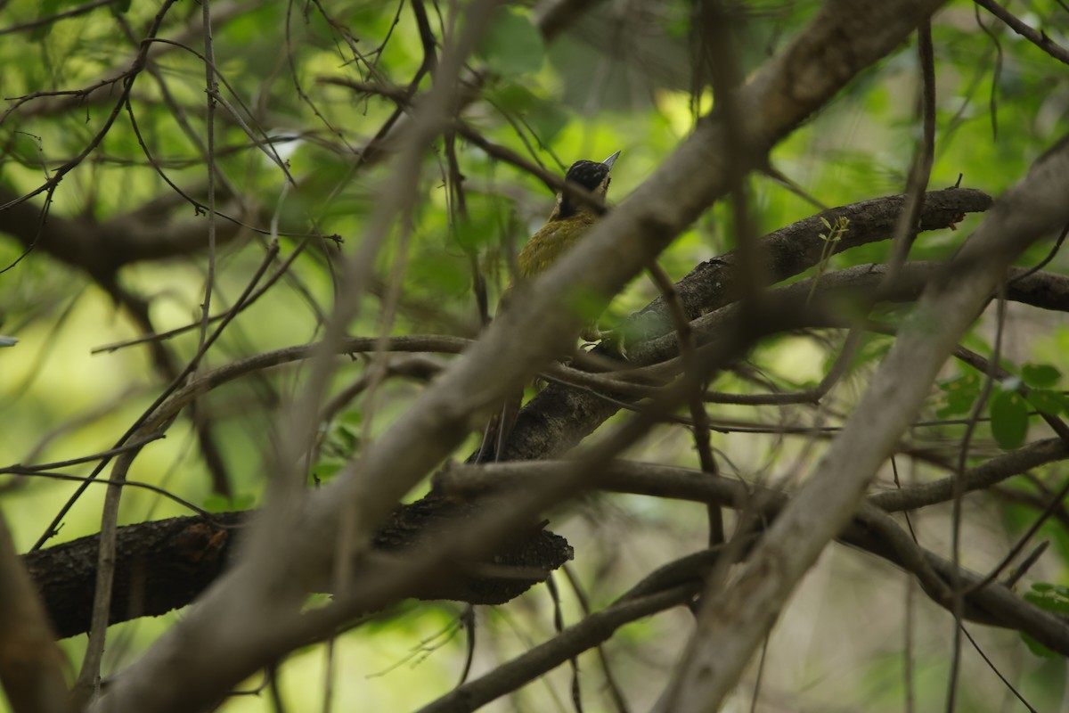 Streak-throated Woodpecker - ML638018790
