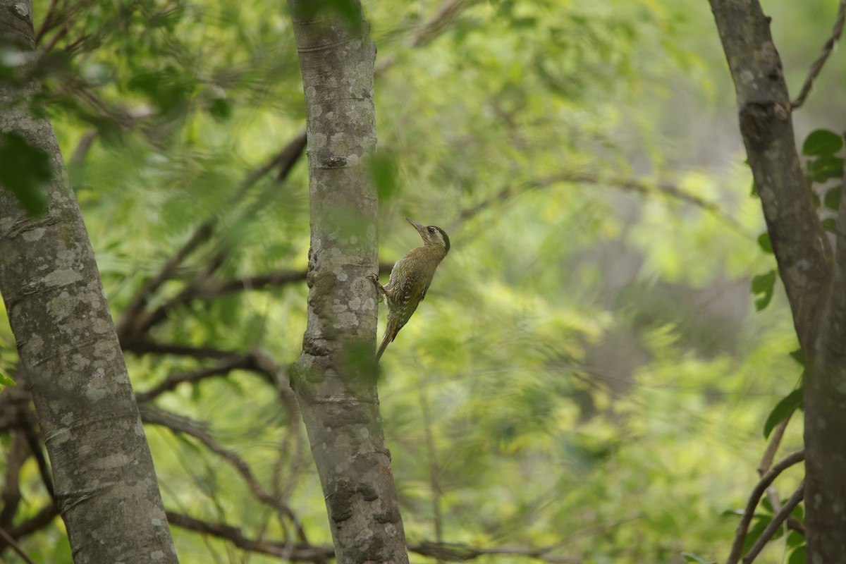 Streak-throated Woodpecker - ML638018791