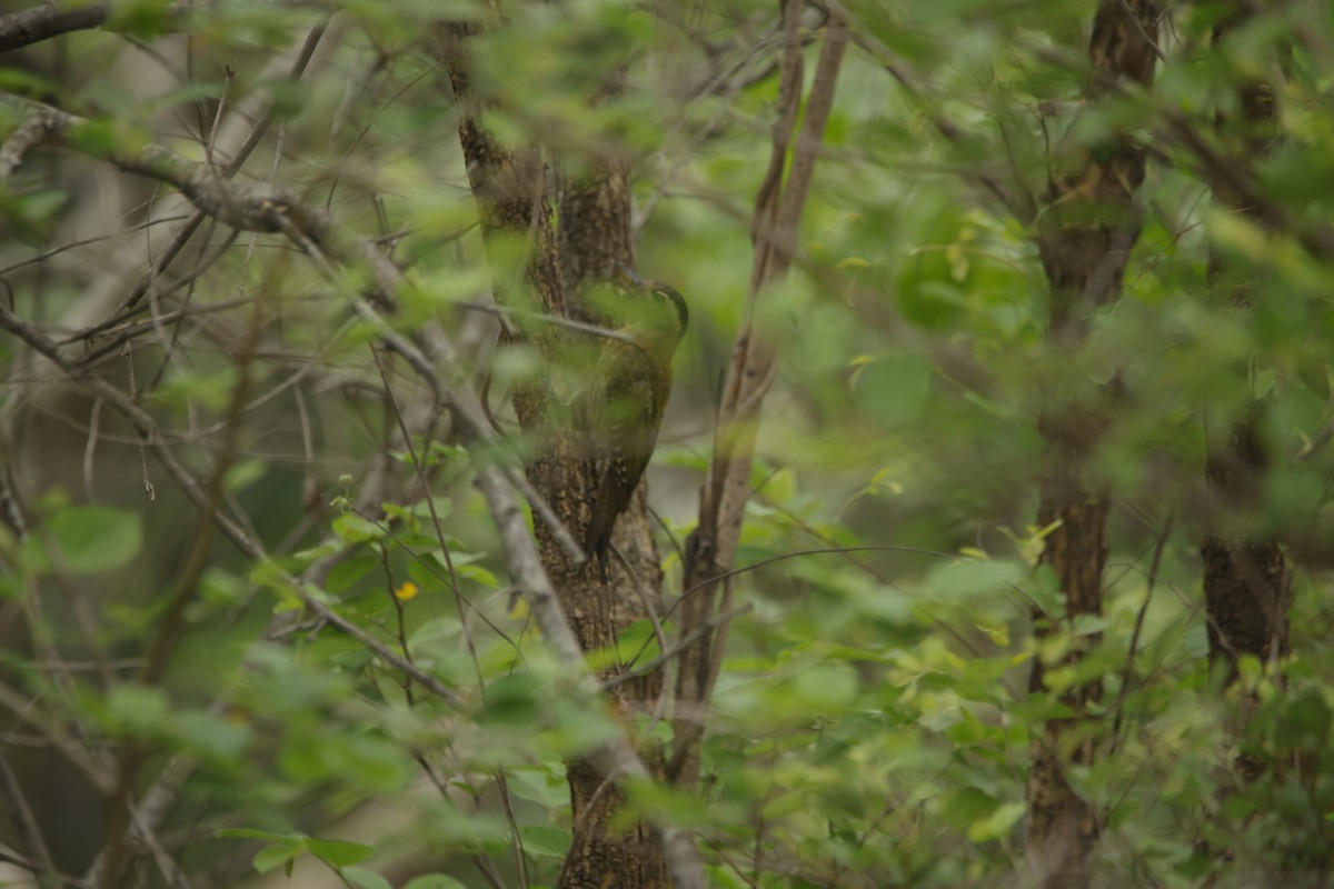 Streak-throated Woodpecker - ML638018792
