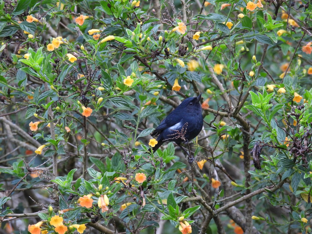 White-sided Flowerpiercer - ML638018805