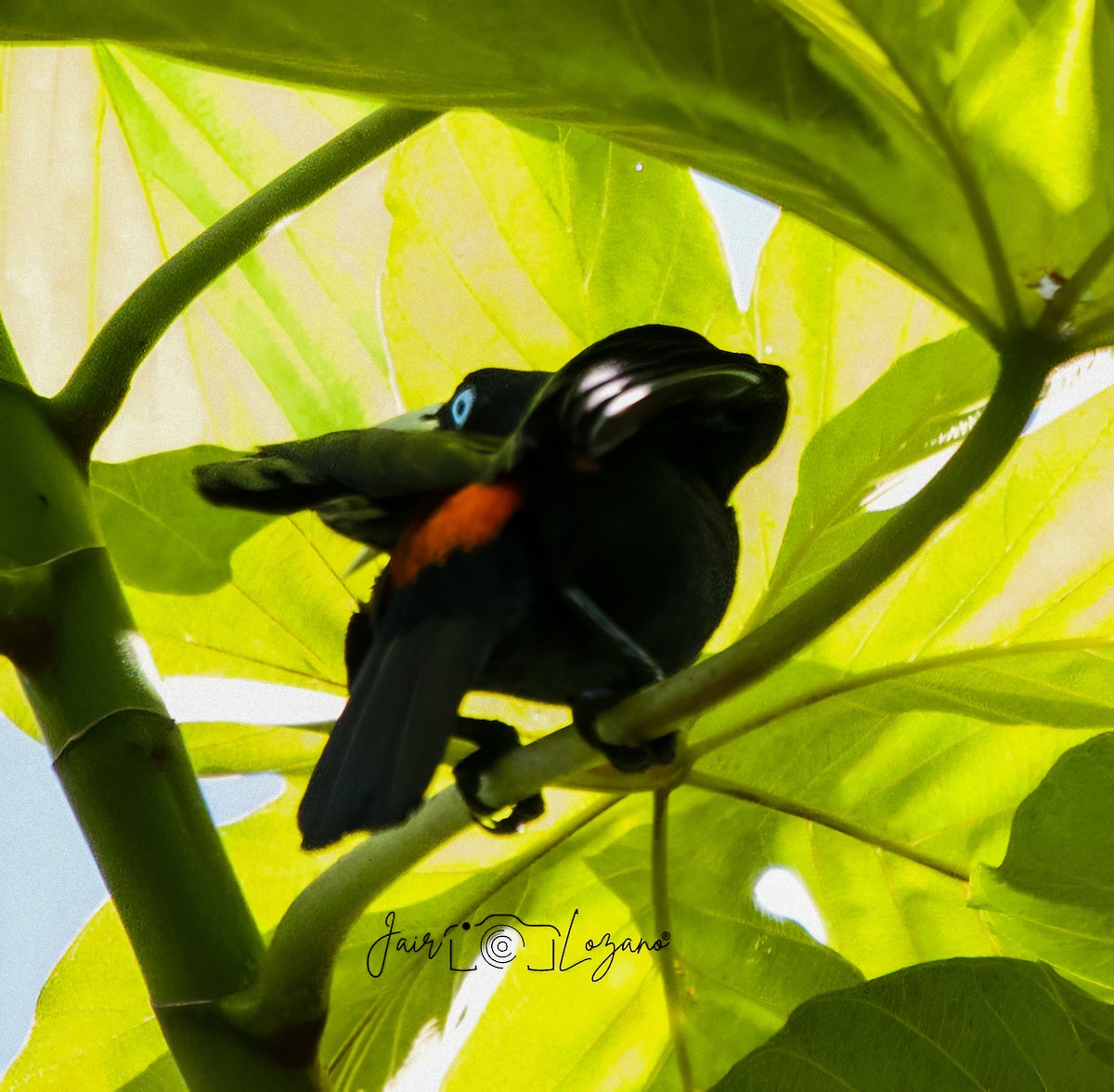 Scarlet-rumped Cacique - ML638018808