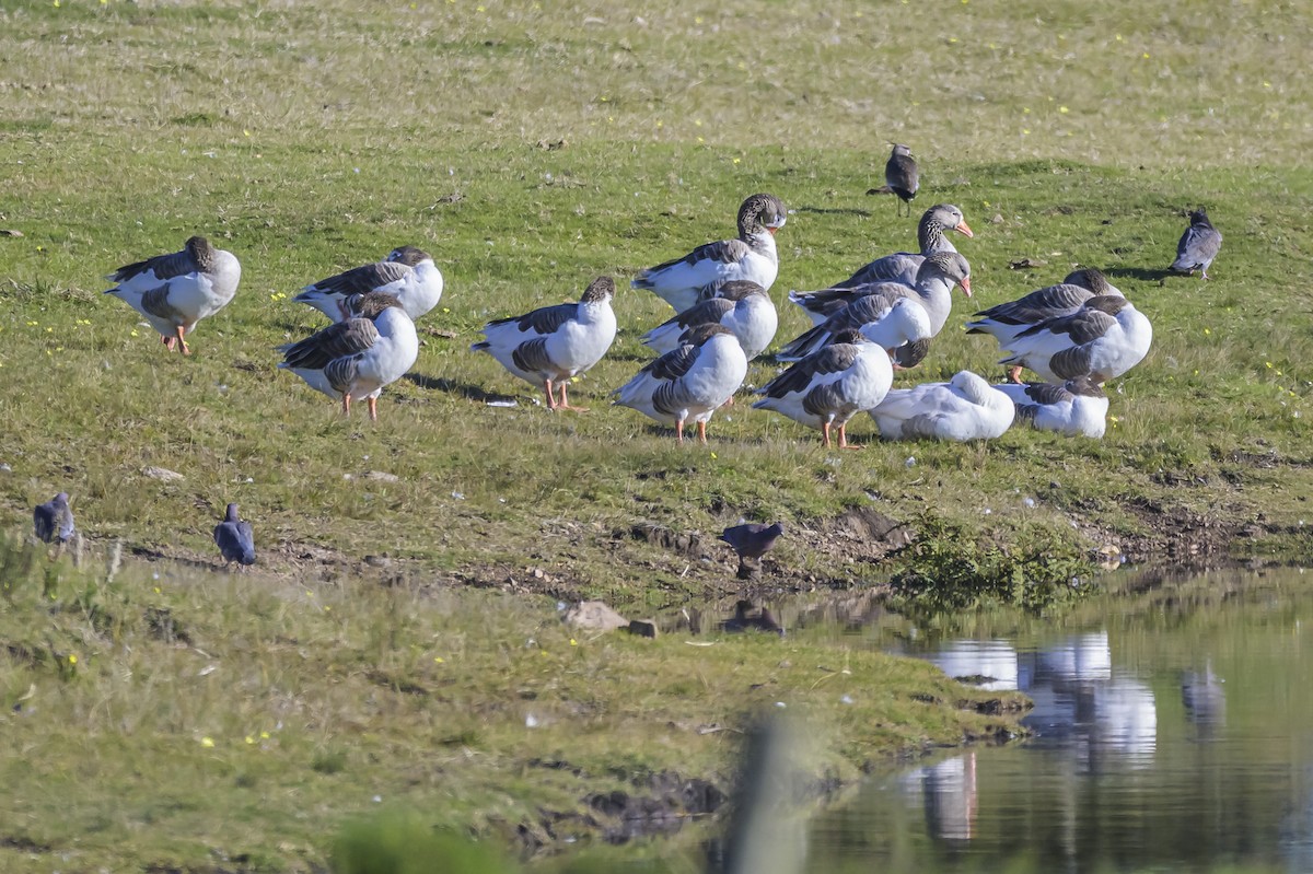 Graylag Goose (Domestic type) - ML638018814