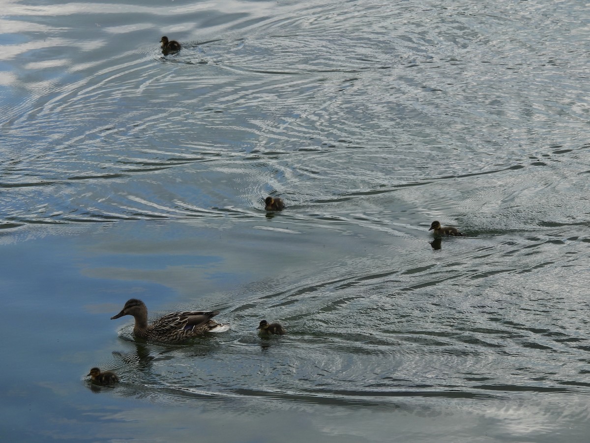 Mallard - ML638018820